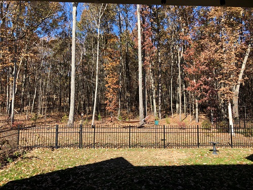 Backyard Woods - 11.16.2019.jpg
